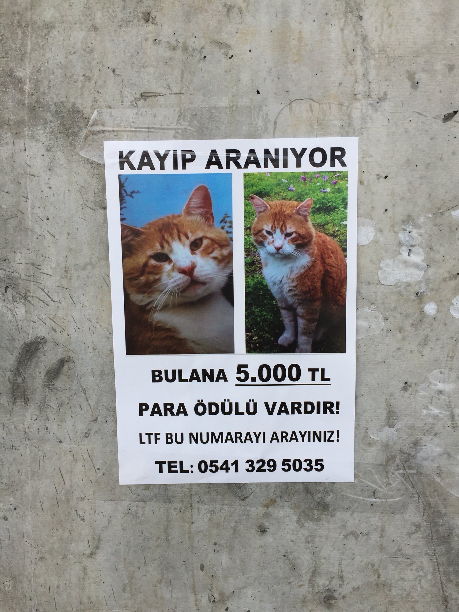 Kediniz Icin 5000 Lira Verir Misiniz