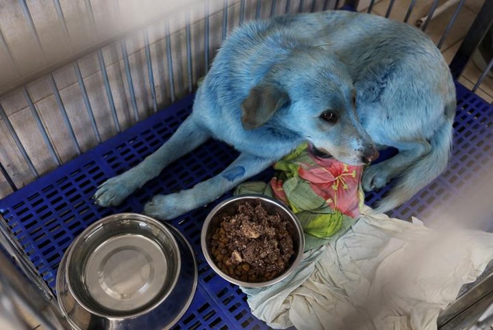 Rusya’da toksik bileşiklerle temas ettiği düşünülen ve tüyleri maviye dönmüş köpekler bulundu