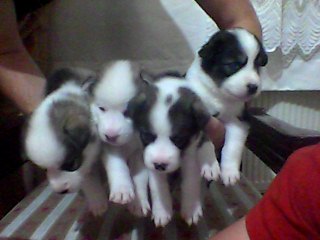  Acil Satılık Safkan Sibirya Kurdu (Husky) Yavruları - 300 TL