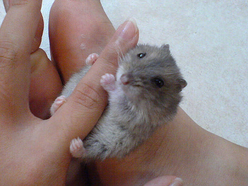  Hamster alacaklar için rehber. (Gonzales)