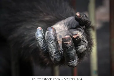 Bu el insan eli mi maymun eli mi