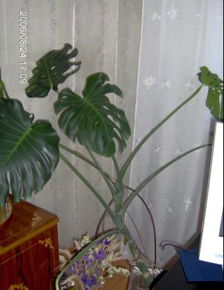  Deve Tabanı (Monstera Deliciosa) Arıyorum:)