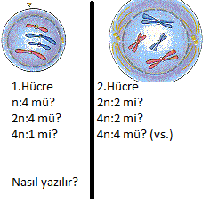  [HÜCRE BÖLÜNMELERİ] SÜREKLİ KARIŞTIRIYORUM YARDIM EDİN