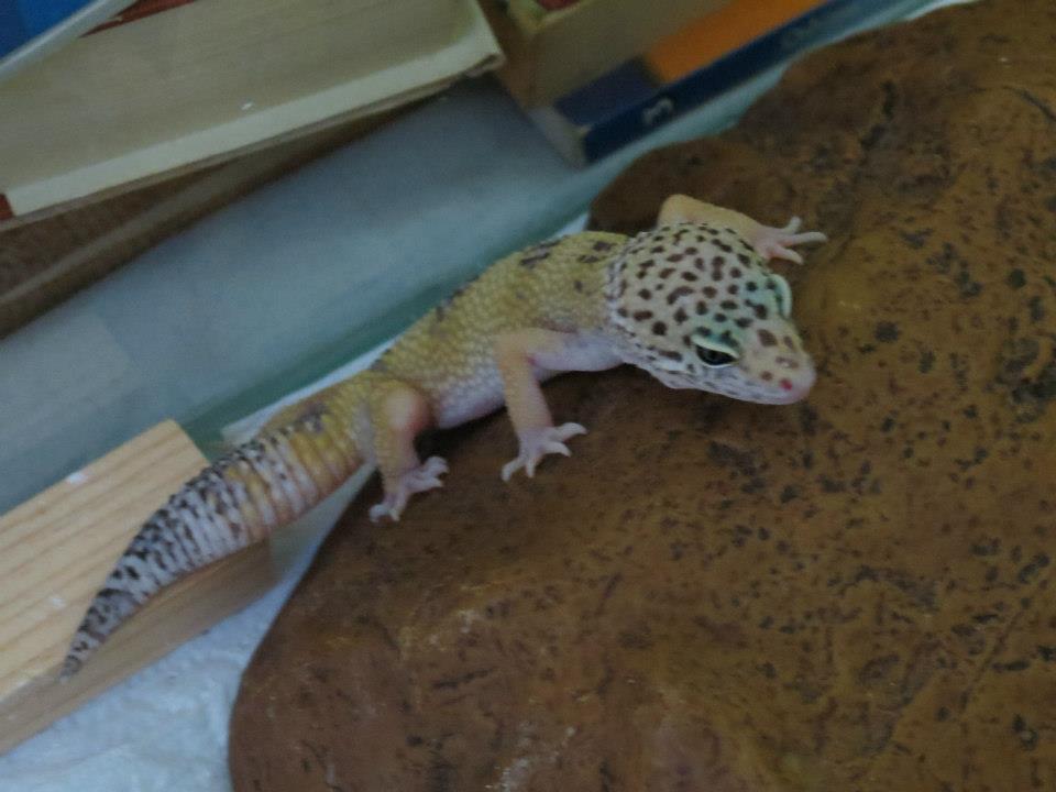  Leopard Gecko