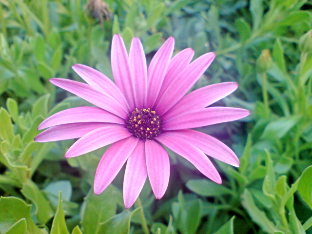  ===>3,2MPLİ k770/K790/K810/C510/P1 FOTOĞRAF PAYLAŞIM ARENASI<===