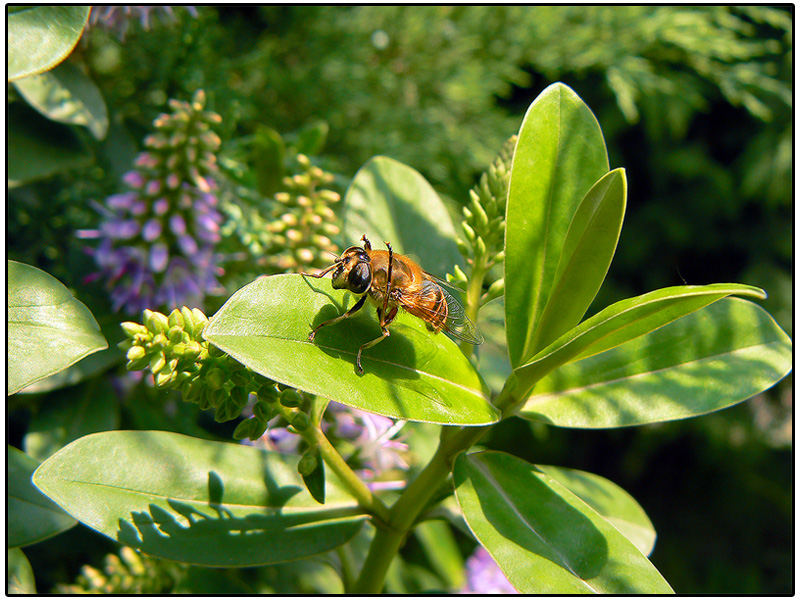  Panasonic Fz5 Fz7 Fz20 Fz30 cular Buraya.