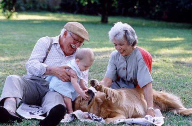  Golden Retriever mi? Labrador Retriever mi?