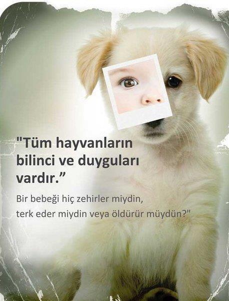  KOMŞU TEYZENİN KÖPEĞİNİ ZEHİRLEDİM