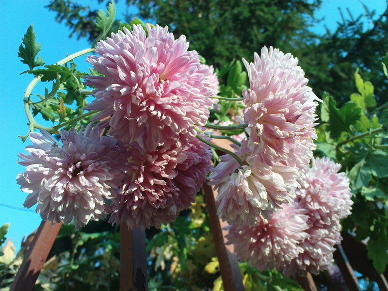  ===>3,2MPLİ k770/K790/K810/C510/P1 FOTOĞRAF PAYLAŞIM ARENASI<===