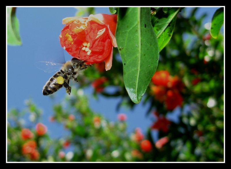  ## Canon PowerShot A590 IS Kullanıcıları ##