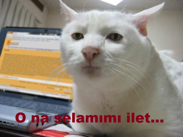  Annem Kedimi Öldürmekle Tehdit Ediyor