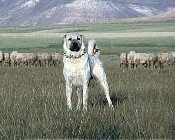  Size göre dünyanın en güçlü üç köpeği