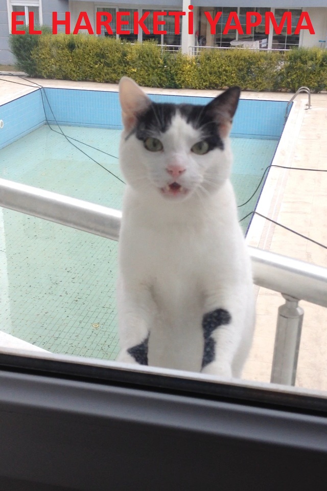 kedi tirmaladi ss li