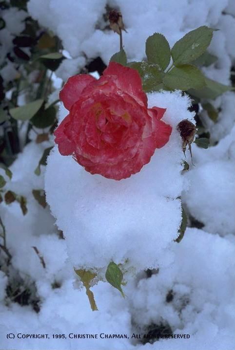 Когда кончается февраль. Розы под снегом стихи.