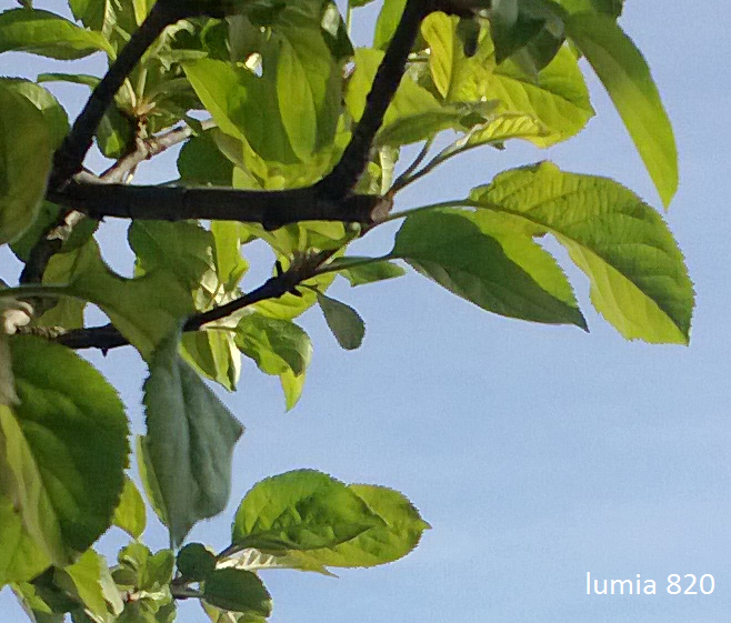  'Lumia820' vs 'X10 Mini' Fotoğraf