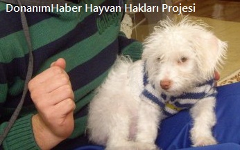  DonanımHaber Hayvan Hakları Projesi (Katılım Artıyor) (İmzalar Geldi!)