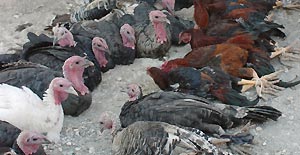  KUŞ GRİBİ VE H5N1