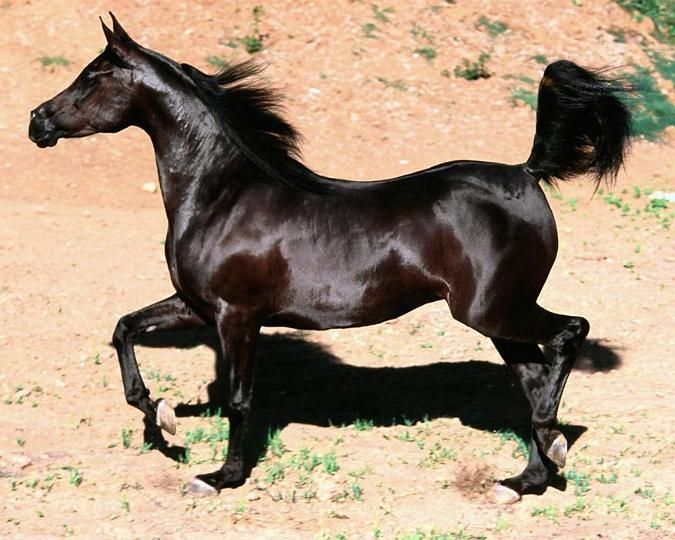 Arap atlarıyla ilgili karar Resmi Gazete'de