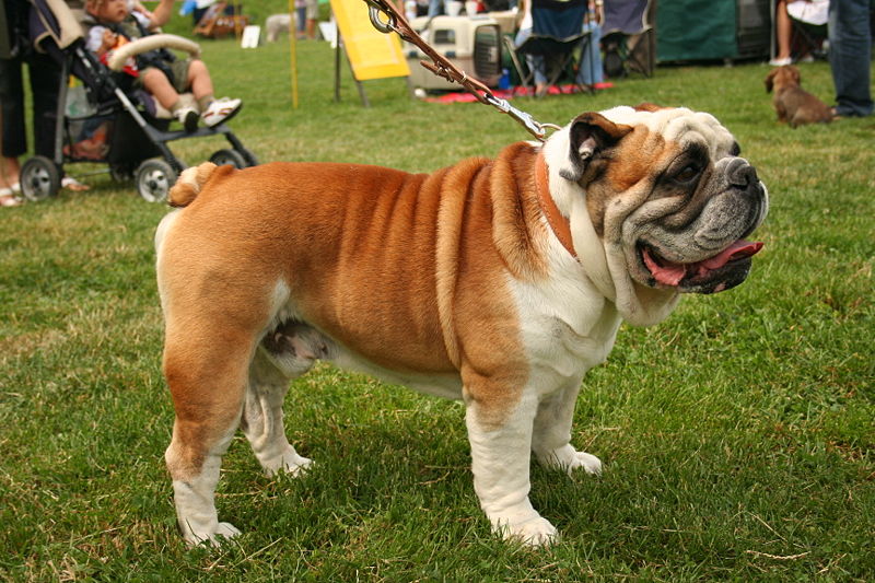  England Bulldog