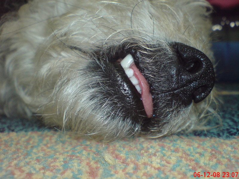  ===>3,2MPLİ k770/K790/K810/C510/P1 FOTOĞRAF PAYLAŞIM ARENASI<===