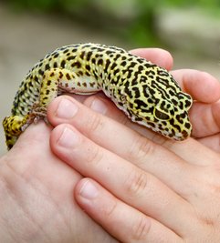  Leopard Gecko besleyen var mı?
