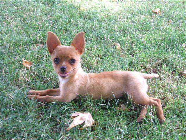  Çuvava ( Chihuahua ) Cinsi SatıLık Köpek