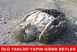  37 gün aranın ardından tekrar aranızdayım