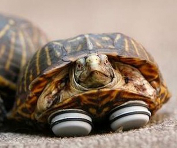  Protez Bacaklı Kaplumbağa