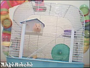  Hamster alacaklar için rehber. (Gonzales)