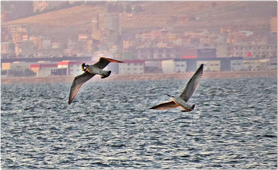  Yüksek zum ile çekilmiş(tele lensler ile) foto paylaşım alanı. İniş serbest (Kule) !..