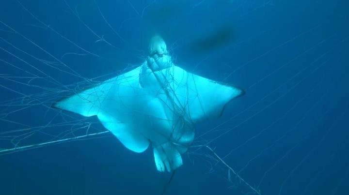 Denizlerdeki yabancı cisimlere dolanan hayvanların hayatı risk altında