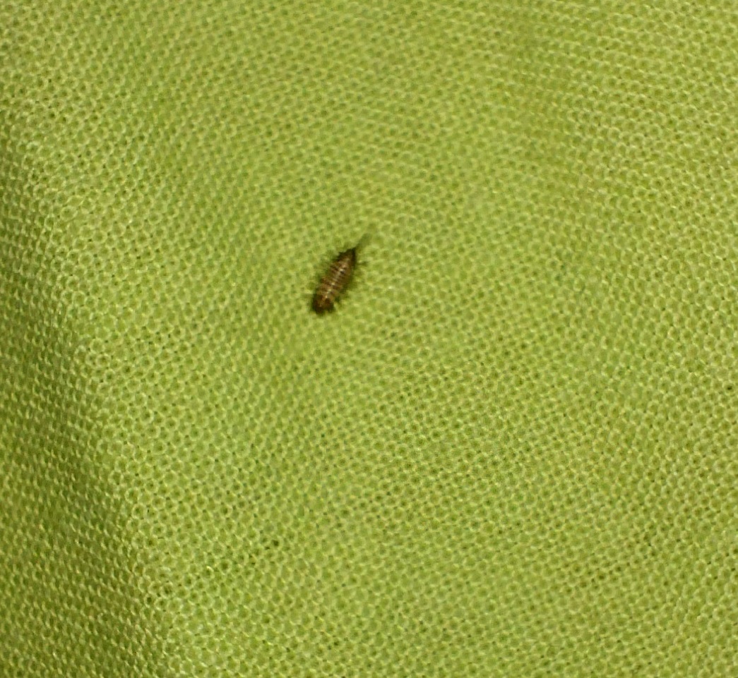  Yatağımı böcekler bastım yardım bu ne böceği beyler