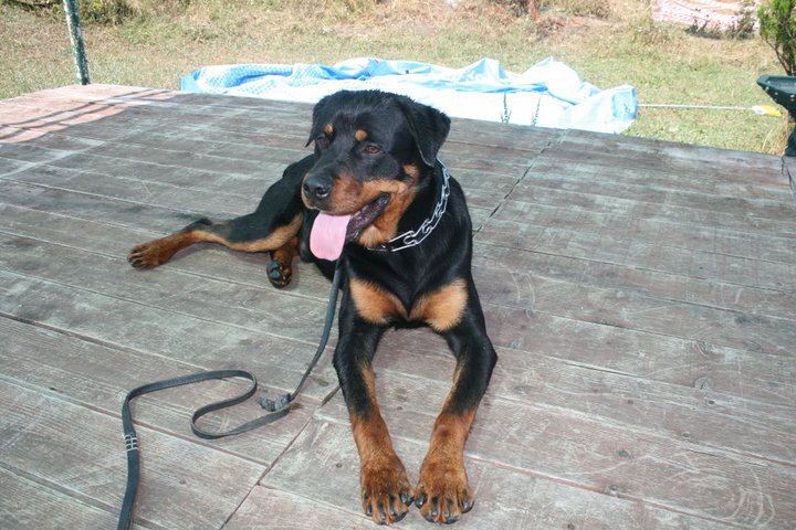  KÖPEĞİMİZ KAYBOLDU LÜTFEN BAKINIZ !!!