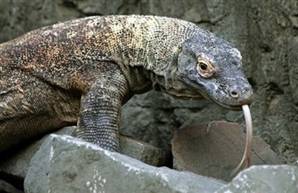  Komodo ejderinin ısırığındaki ölümcül sır