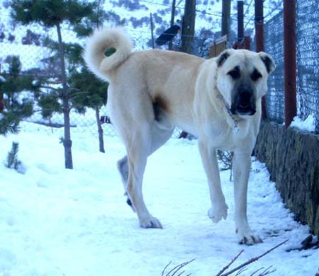  Arkadaşlar Köpek Alacağım ? [Pittbull Mu?,Kangal Mı?,Golden R. Mi?]