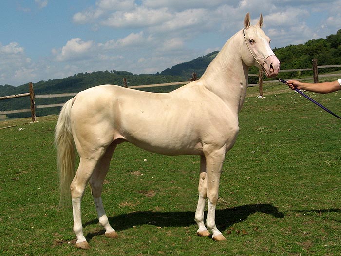  Dünya'nın En Güzel Atı Ahal Teke (Türkmen Atı)