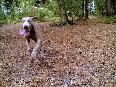 Köpekler beni kovaladı