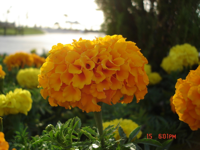  Nokia N82--Sony DSC-W5 Digital Foto Mak. Foto karşılaştırması