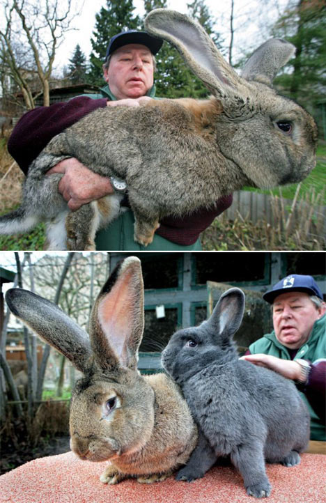  Dünyanın En Büyük Tavşanı 1 Metre 22 kilo