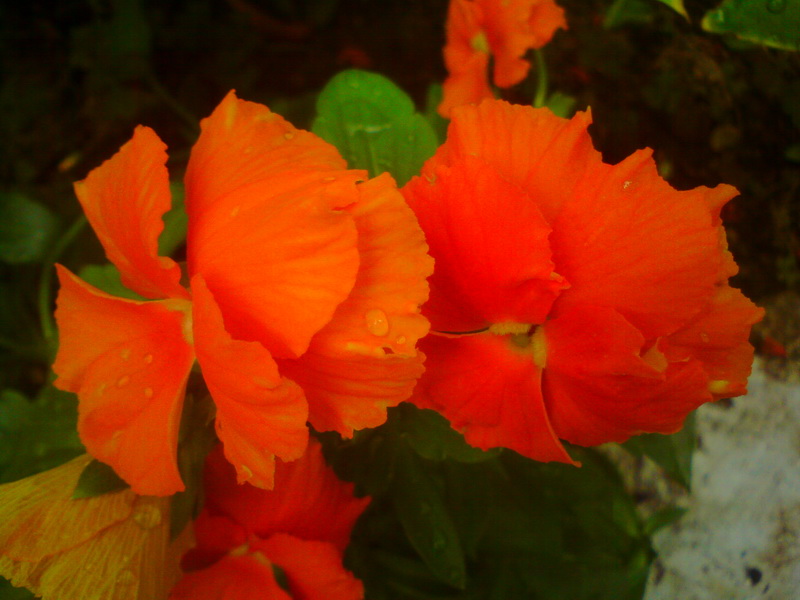  ===>3,2MPLİ k770/K790/K810/C510/P1 FOTOĞRAF PAYLAŞIM ARENASI<===