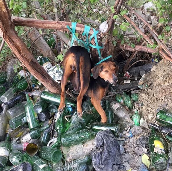 Tekirdağ’da Bağlanıp Tecavüze Uğrayan Köpeğin Görüntüleri Şok Etti