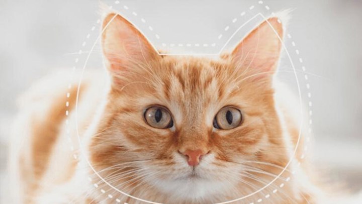 Yapay zeka ile kedilerin ruh halini algılayan bir uygulama geliştirildi