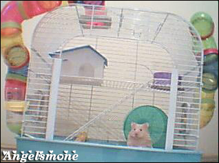  Hamster alacaklar için rehber. (Gonzales)