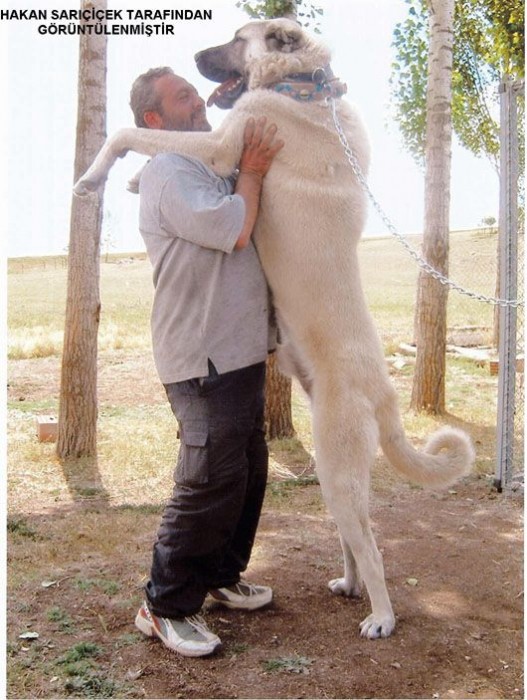  Kendinize bekçi tutarken hangi köpegi terçih ederdiniz
