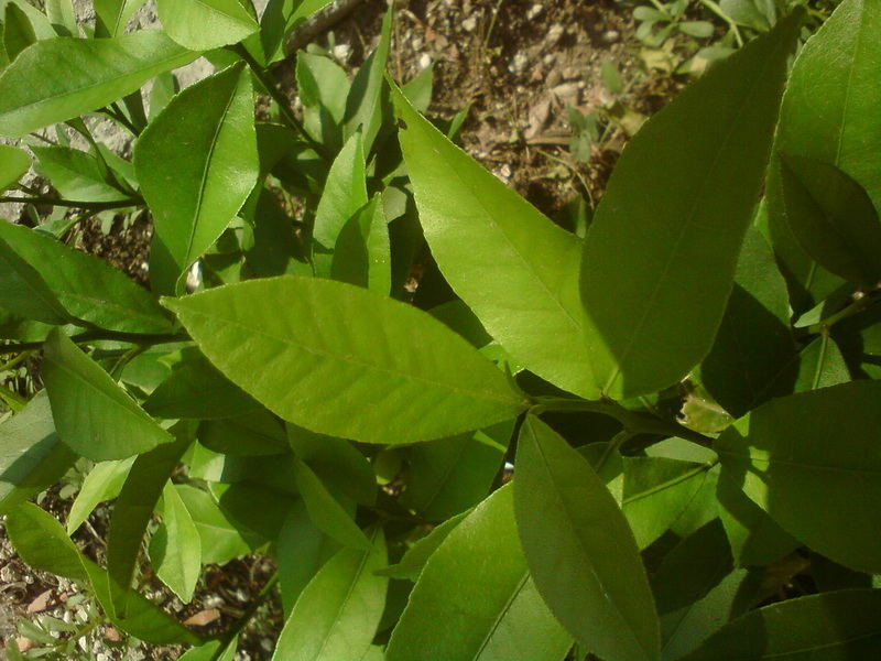  ===>3,2MPLİ k770/K790/K810/C510/P1 FOTOĞRAF PAYLAŞIM ARENASI<===