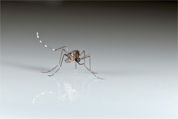 Sivrisinek çekiciliği genetik olabilir