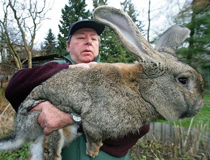  Bu tavşandan Yahni mi olur Yoksa çevirme mi ?