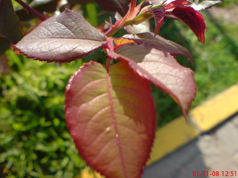  ===>3,2MPLİ k770/K790/K810/C510/P1 FOTOĞRAF PAYLAŞIM ARENASI<===