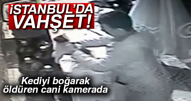 Kediyi önce sevdi sonra boğarak öldürdü