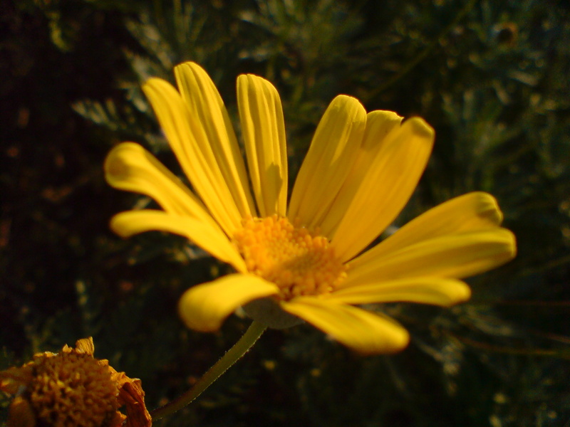  ===>3,2MPLİ k770/K790/K810/C510/P1 FOTOĞRAF PAYLAŞIM ARENASI<===